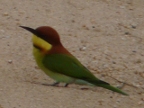 Chestnut-headed Bee-eater-1.JPG (147 KB)